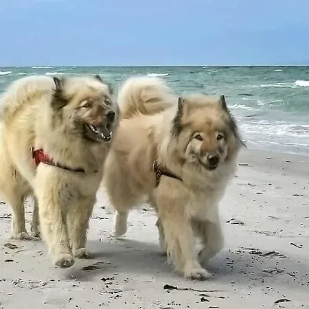 Ferienhaus Wellenreiter