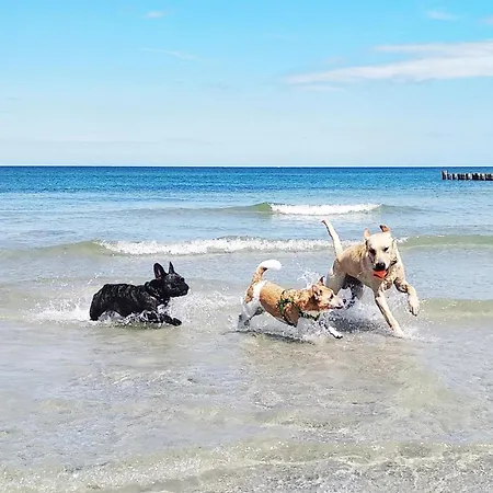 Wellenreiter Stahlbrode