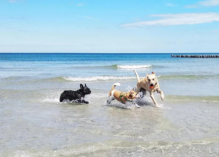 Wellenreiter Stahlbrode